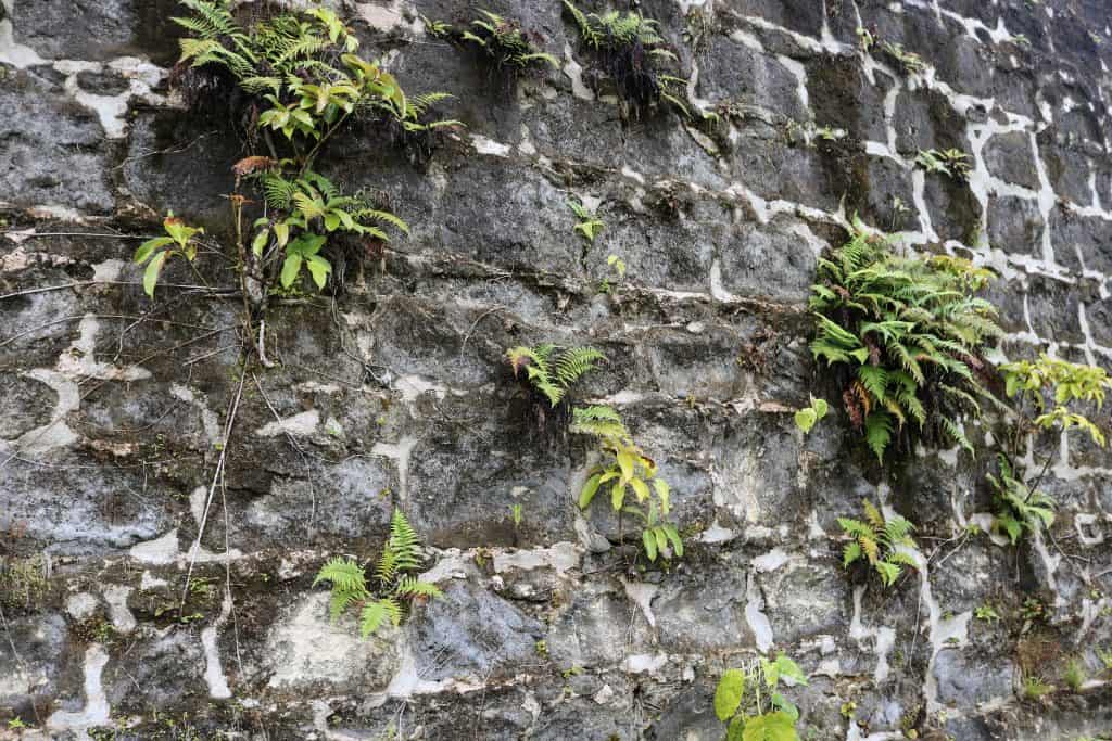 Beautiful ferns growing on the old walls of the San Lorenzo Fort.