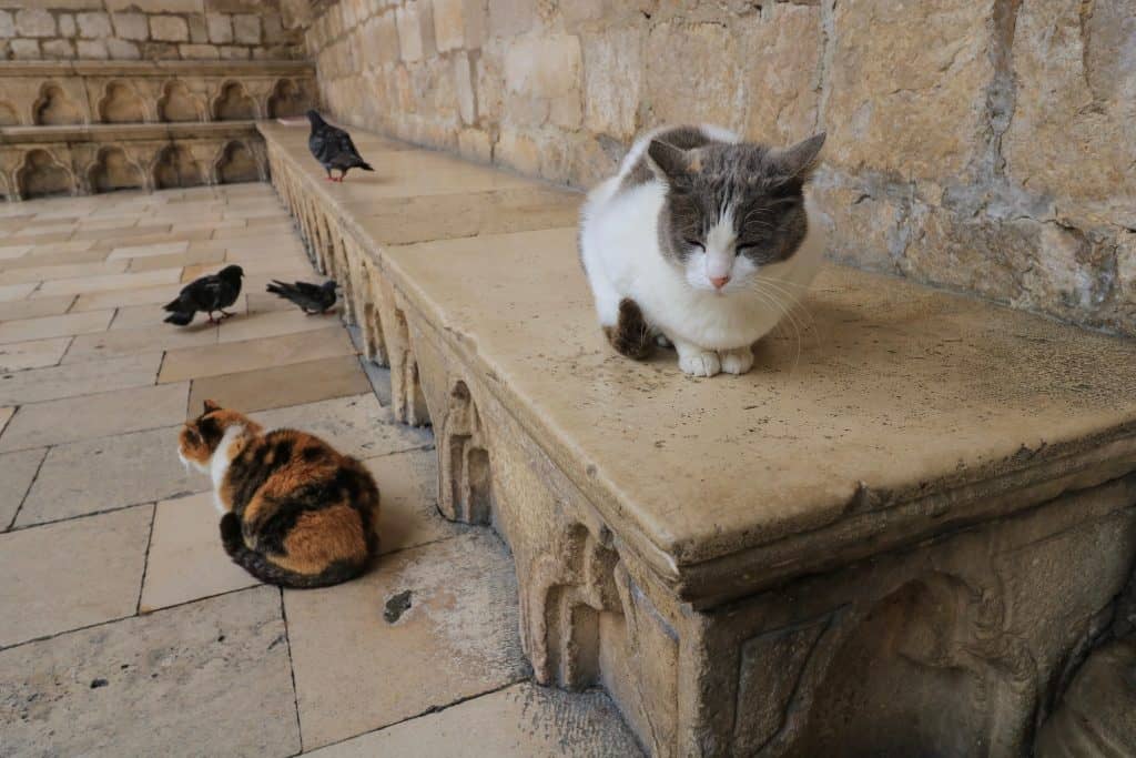 Dubrovnik city cats sleeping in front of the Rector's Palace