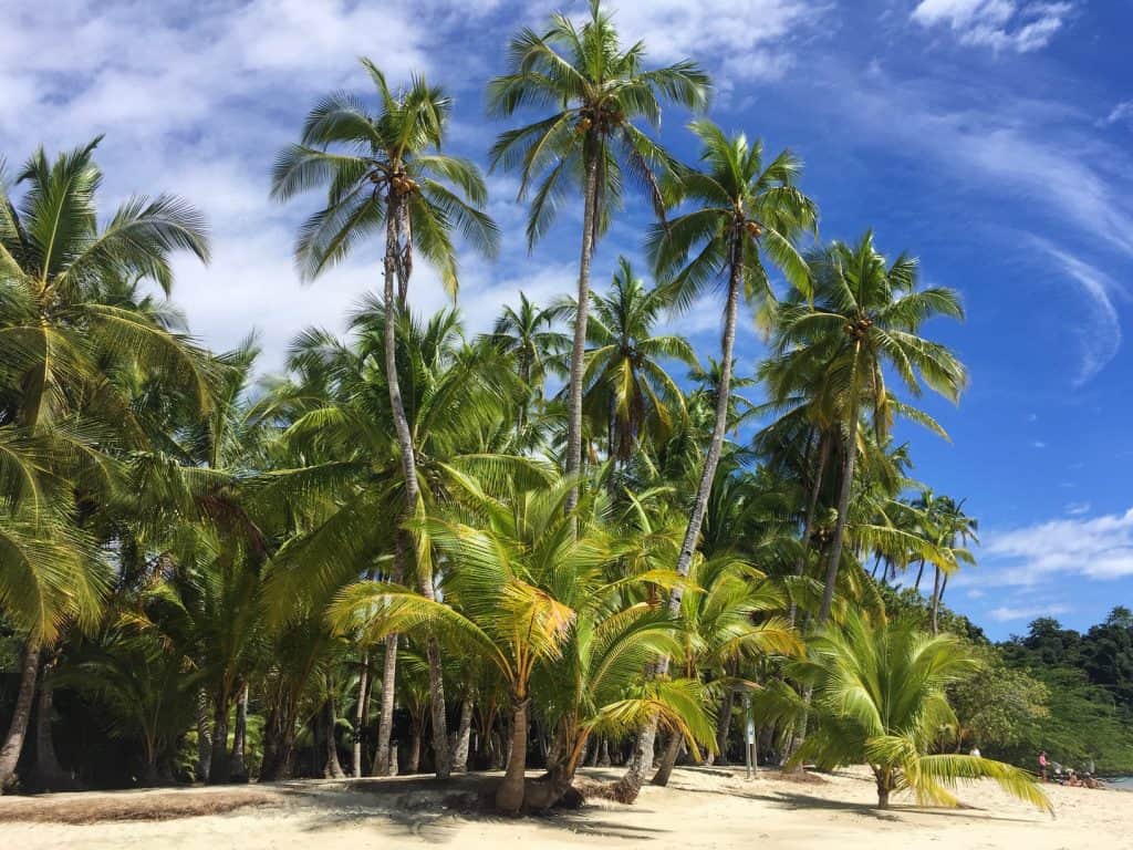 Forest of palm trees on Coiba Island
