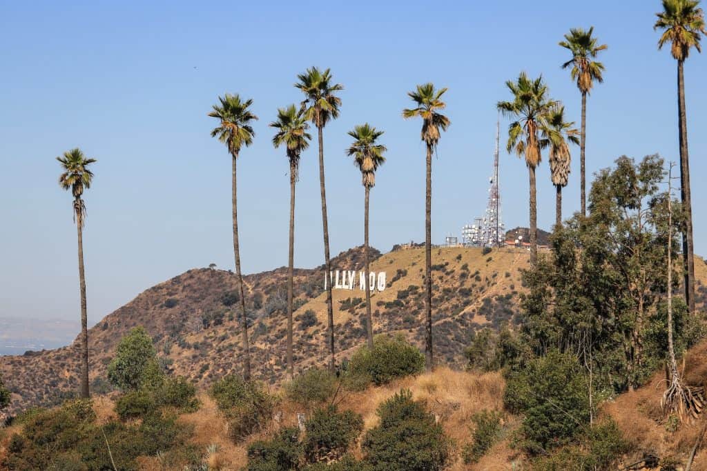 The Hollywood Sign peaking through the palm trees