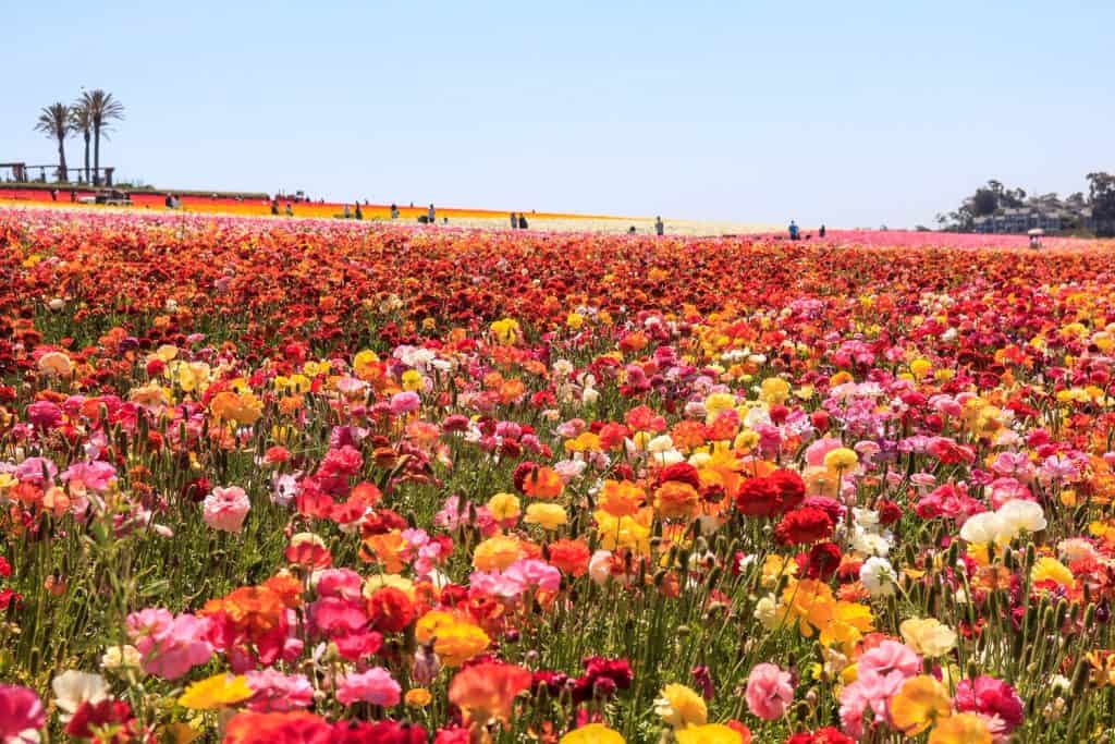 Walking the flower fields and discovering more colors...