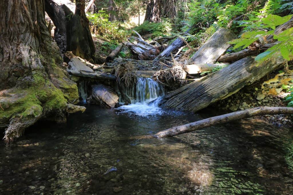 Fallen logs, large rocks or small waterfalls are great landmarks to notice!