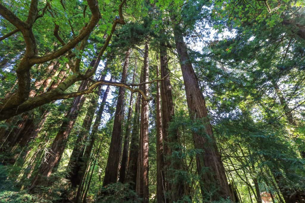 The Northern California Redwood is the tallest tree in the world!