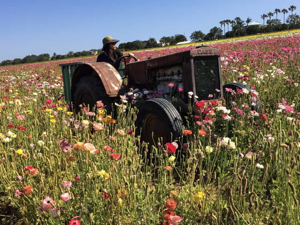 Sitting on a tractor in the colorful flower fields.