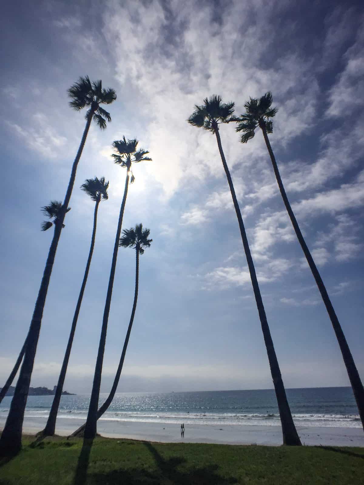 Exploring The Best La Jolla Attractions Traveling Ness