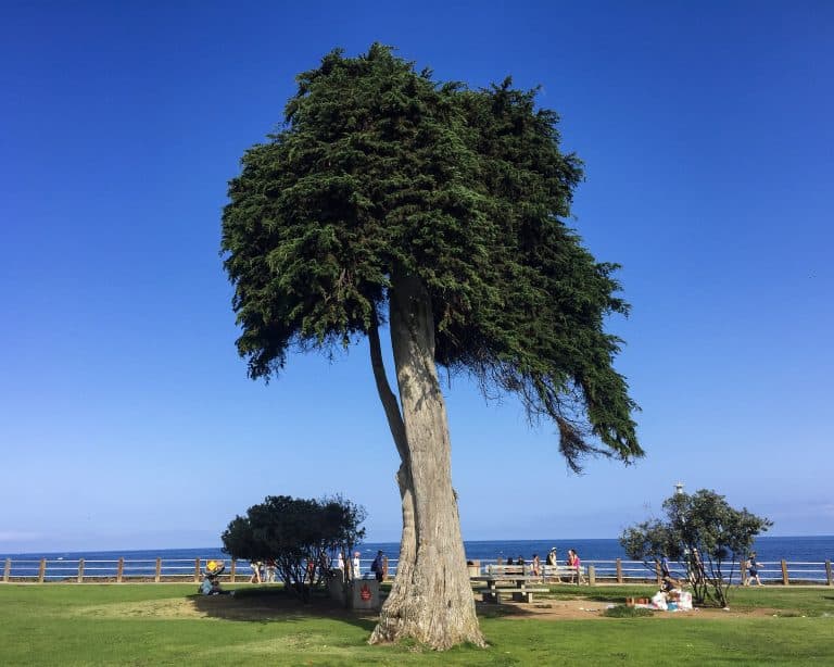 Exploring The Best La Jolla Attractions Traveling Ness