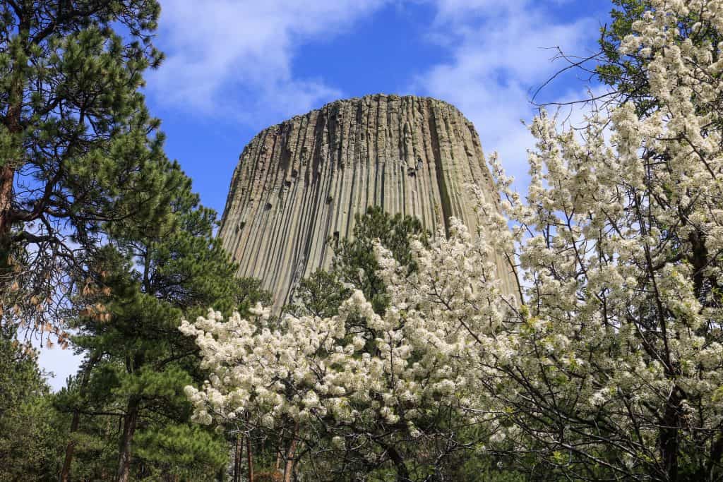 Devils Tower rock formation with spring flowers.