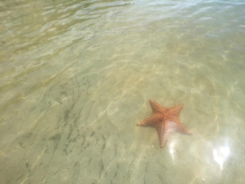 A starfish at Starfish Beach