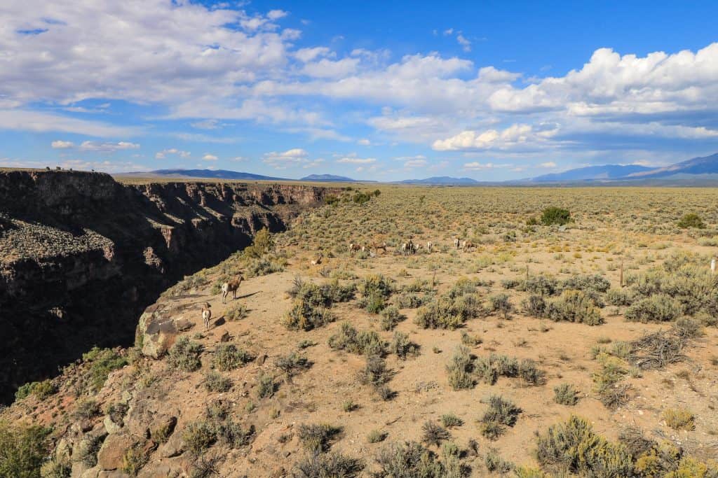 A group of mule deer walking along the top of the cliff with the Rio Grande River down below near Taos, New Mexico.