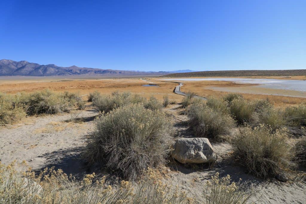 From the parking lot, it is about a 5-8 minute walk on this thin wooden boardwalk to the natural Mammoth hot springs.