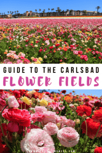 Each spring the Flower Fields in Carlsbad bloom in vibrant colors! Carlsbad is a beach town north of San Diego, California with plenty of photography opportunities! Follow this ultimate guide for all you need to know about visiting the Carlsbad Flower Fields! #carlsbad #carlsbadflowerfields #sandiego #california