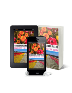 Carlsbad Flower Fields Travel Guide