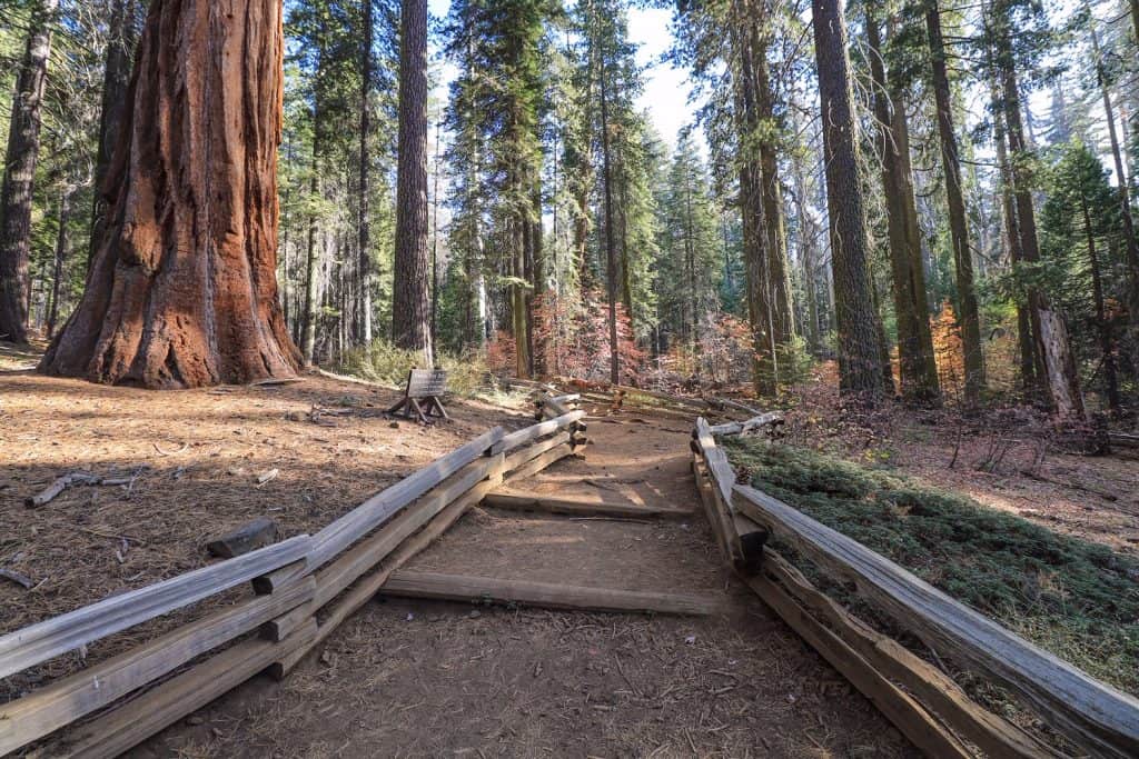 Walking through a small grove of Giant Sequoias