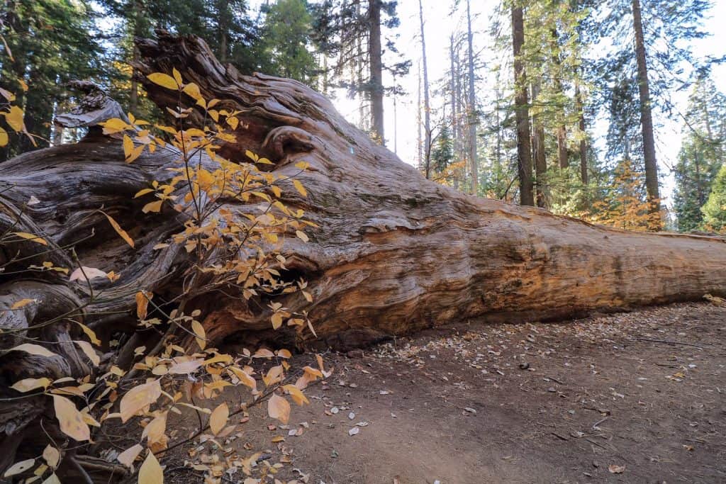 Yosemite is the only place in the U.S. that you can find Giant Sequoias!