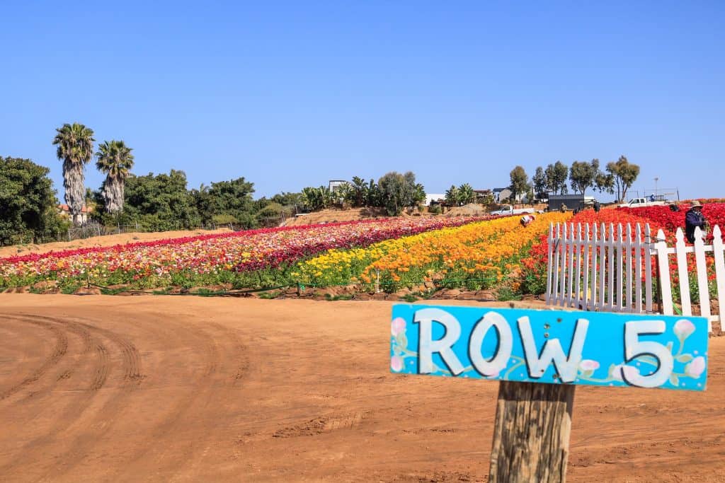 A sign that says Row 5 along a dirt path between rows of Ranunculus blooms at the flower fields in Carlsbad.