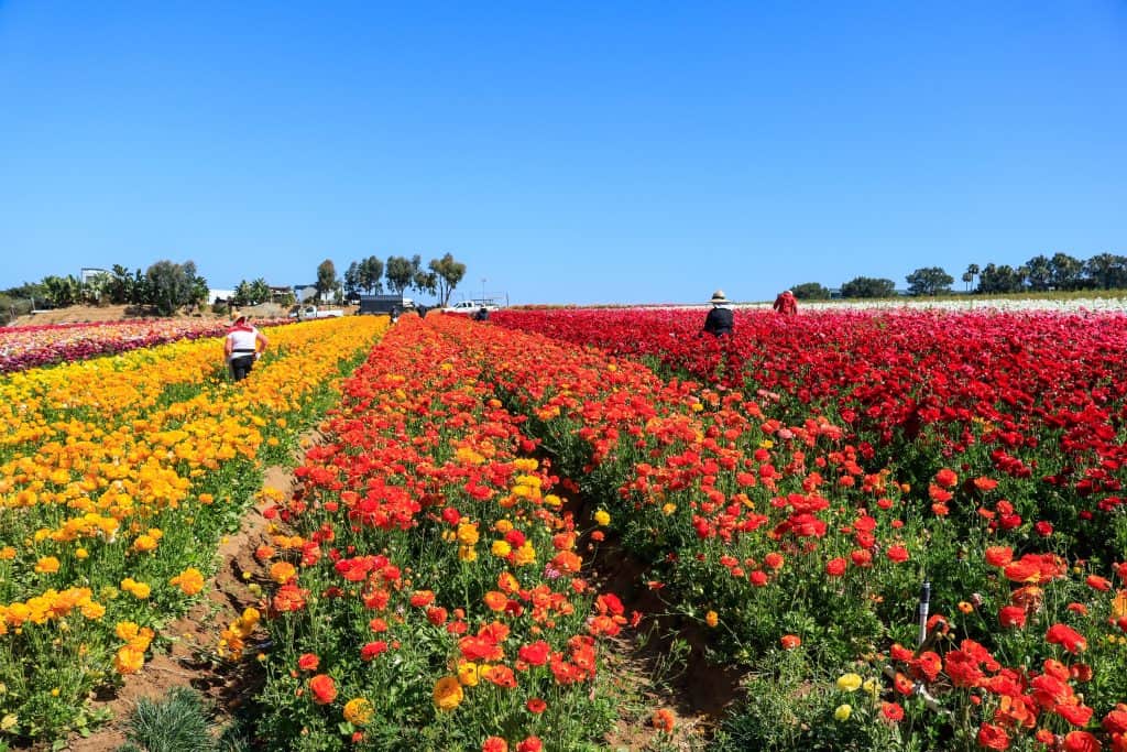 Workers in between the rows of Ranunculus flowers with a row of yellow, orange, and red as the Carlsbad Flower Fields are a working ranch.