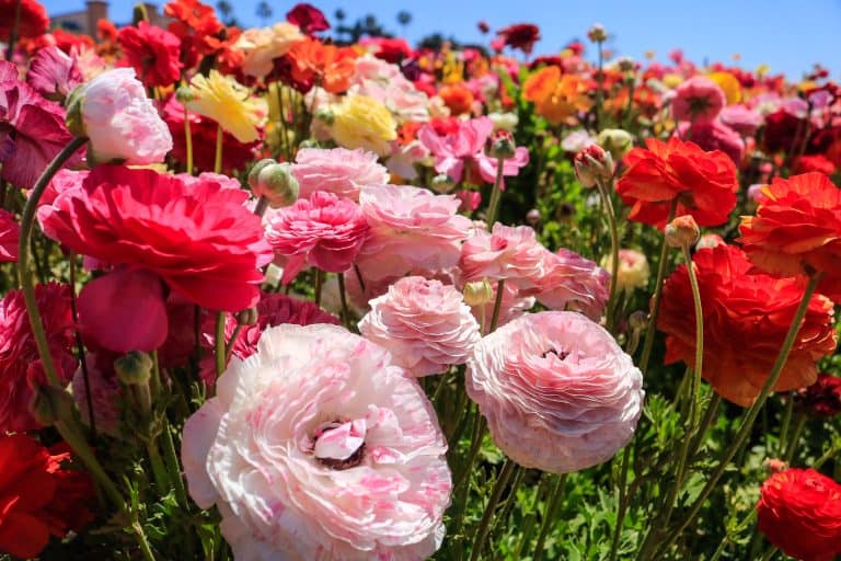 The Flower Fields In Carlsbad: The Ultimate Guide For 2022
