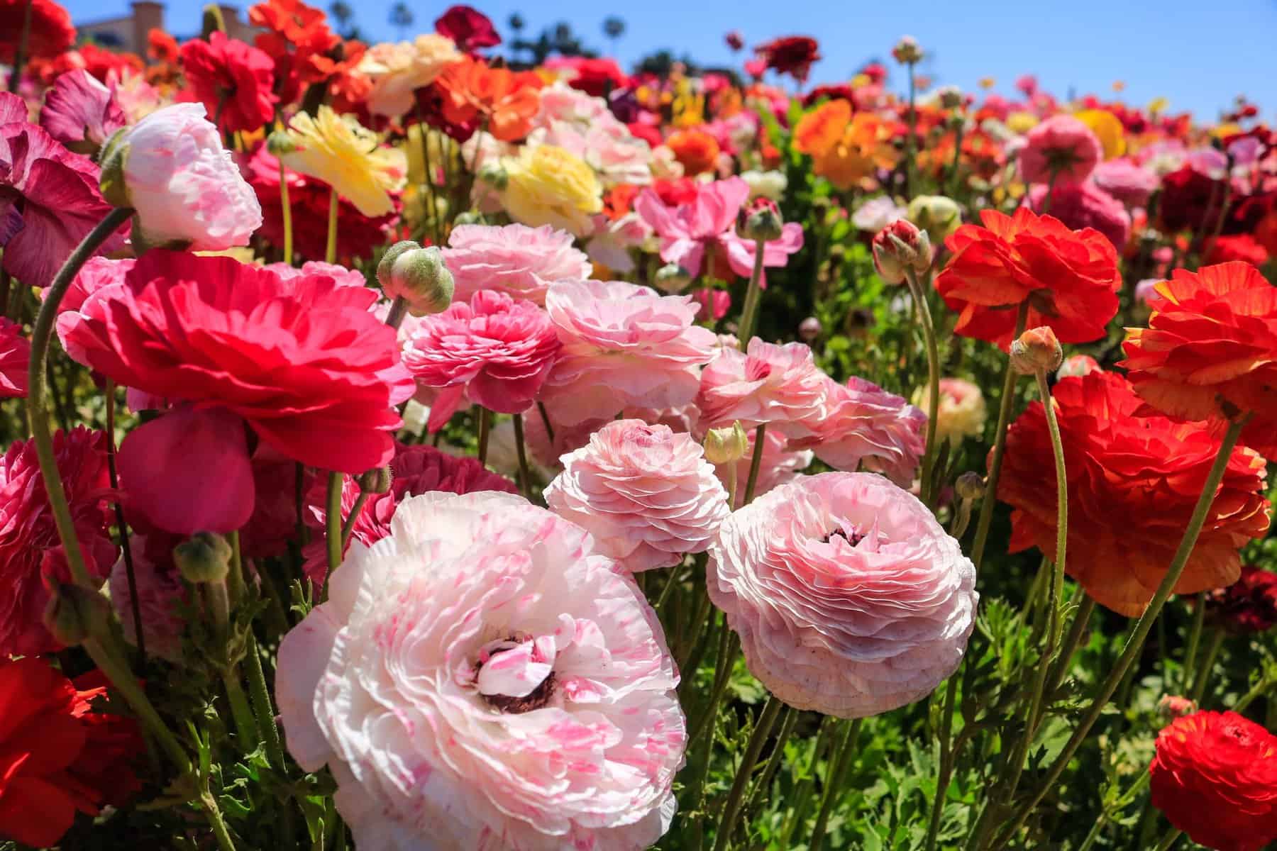 The Flower Fields In Carlsbad The Ultimate Guide Traveling Ness