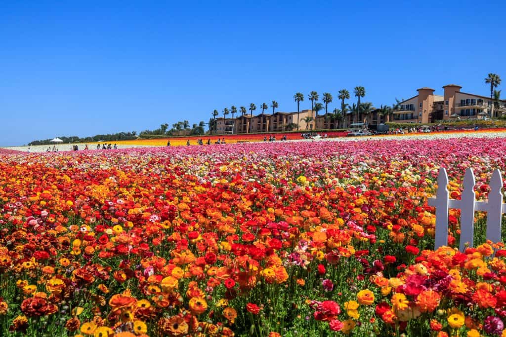 An array of colors looking out at the rows of Ranunculus flower blooms at the Flower Fields in Carlsbad, California.