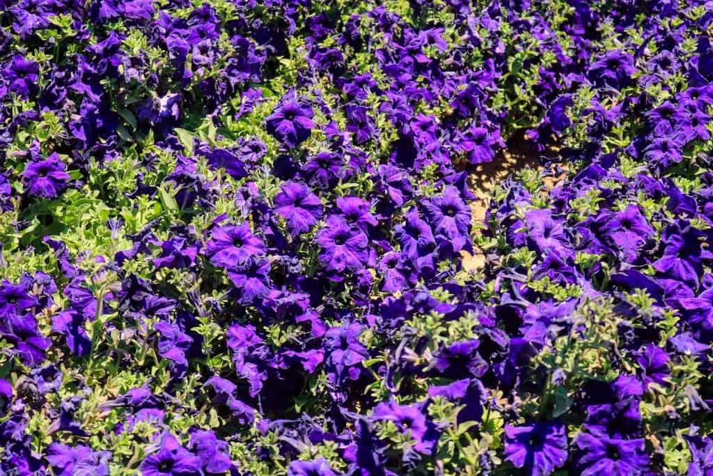 Pretty blue petunias...
