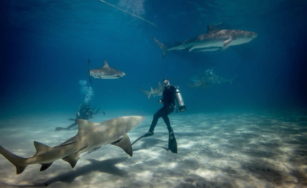 Shark tips: Don't turn your back, stay calm and keep arms tucked in (don't flail like a fish!)
