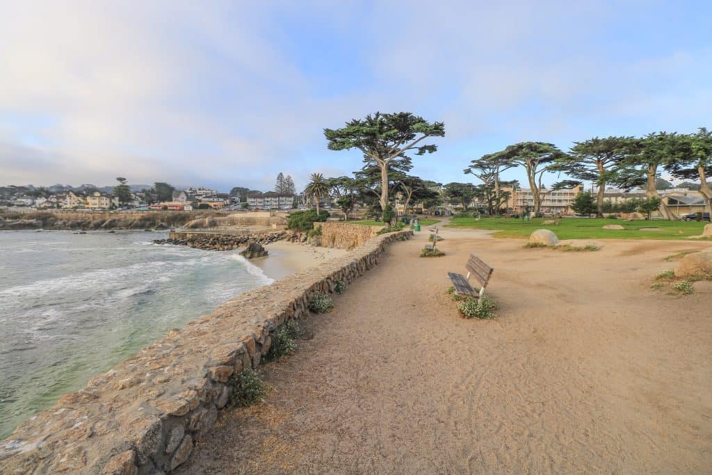 The park by the beach here has many Monterey Cypress trees