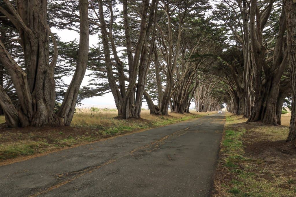 Car driving through tunnel of Cypress trees would make for a good car commercial
