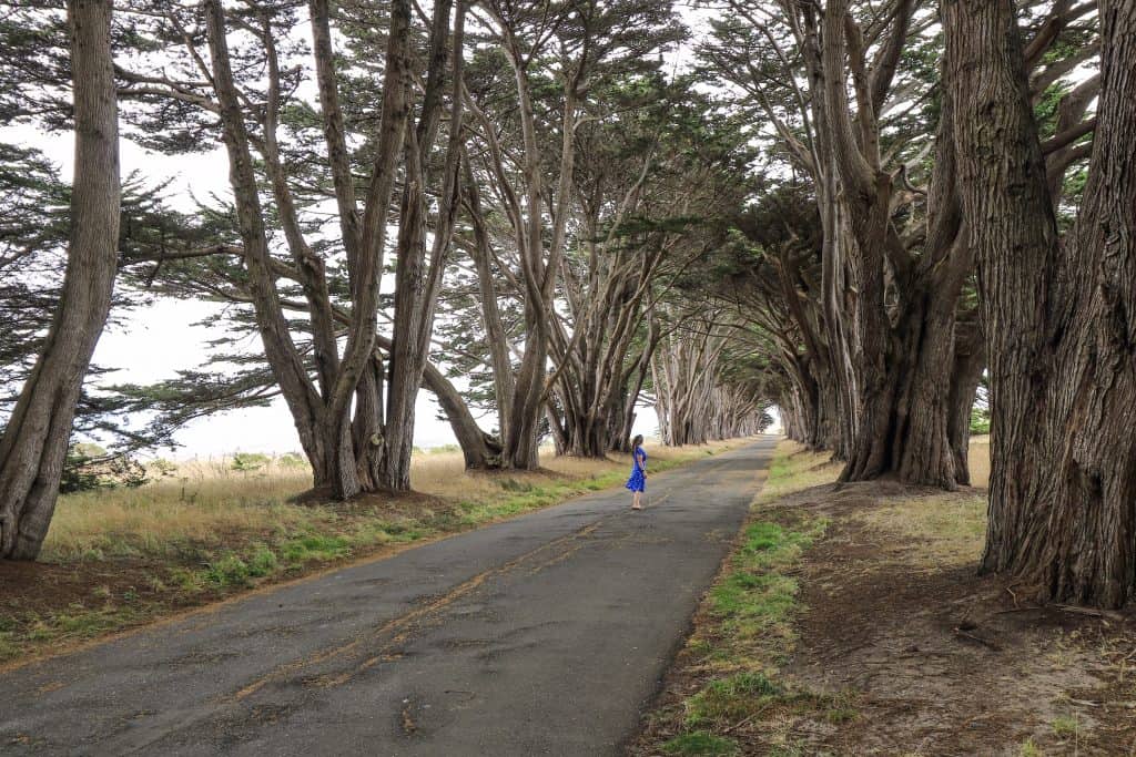 Amazing how the trees grew to form a spectacular sight!
