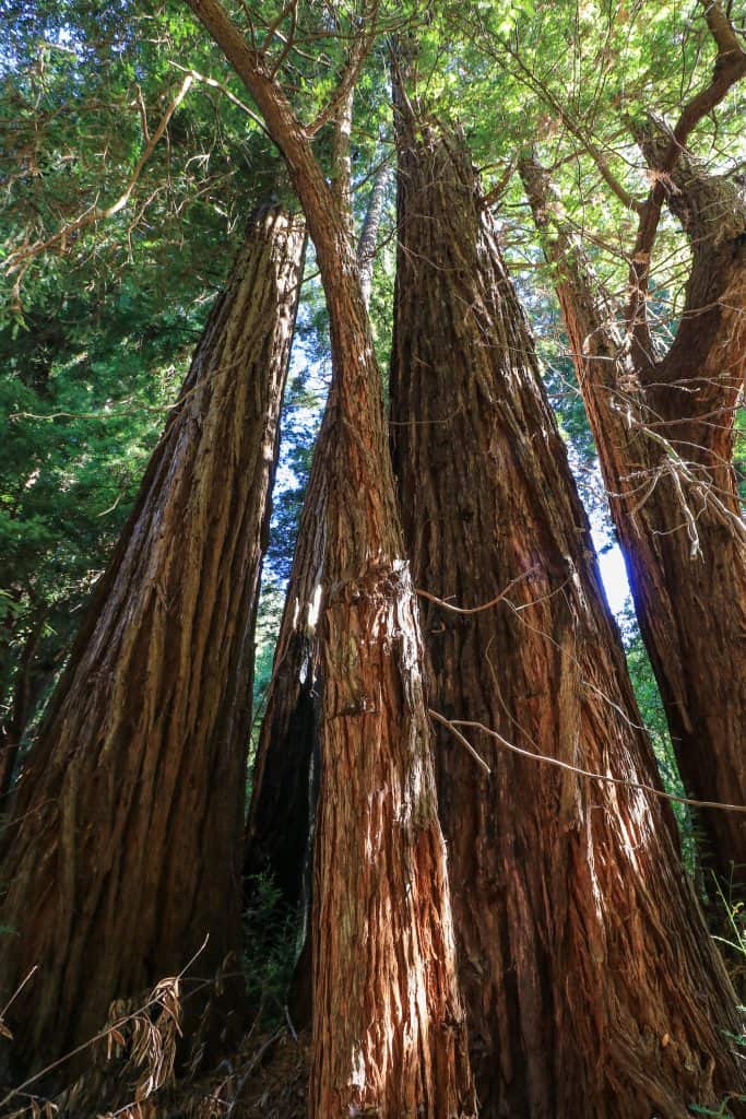 Redwoods are taller and thinner than their cousin the Giant Sequoia
