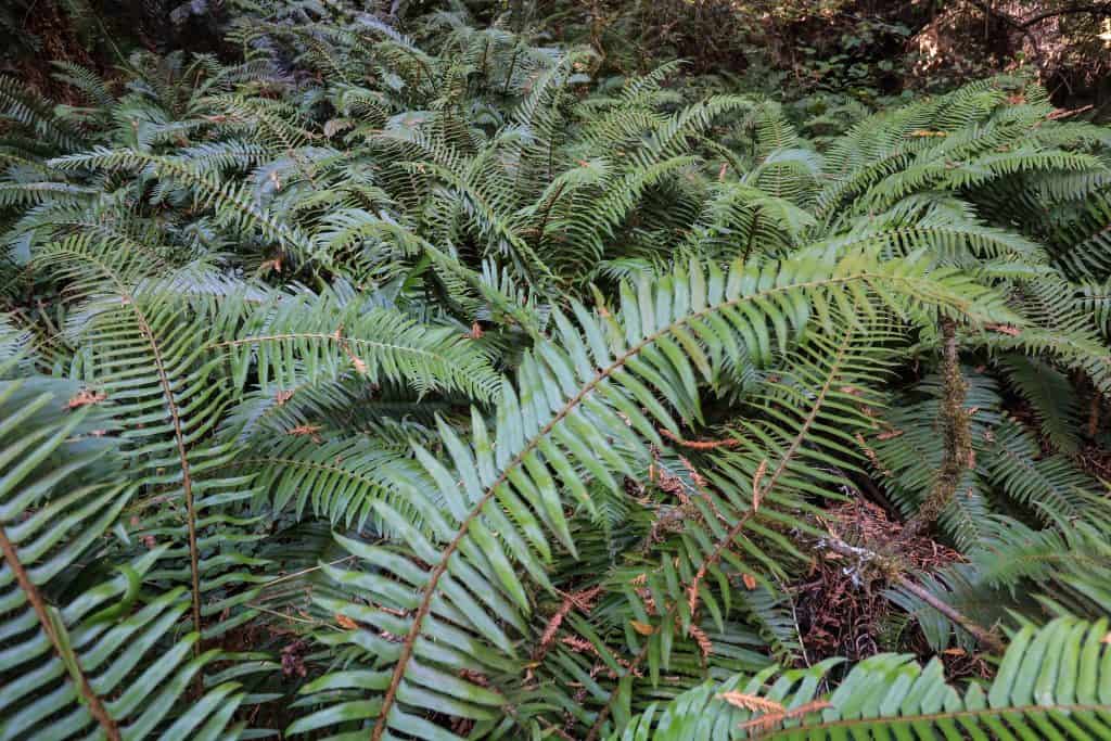 Ferns are in abundance in Muir Woods