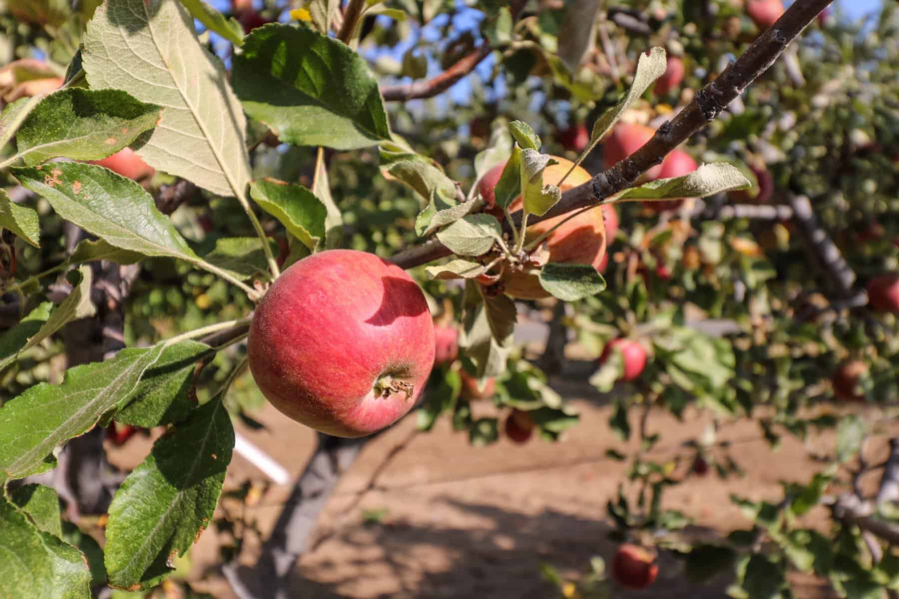 Apples on the tree in a apple orchard