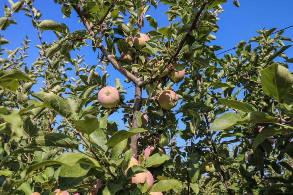 Empire apples have a pale pink hue to them