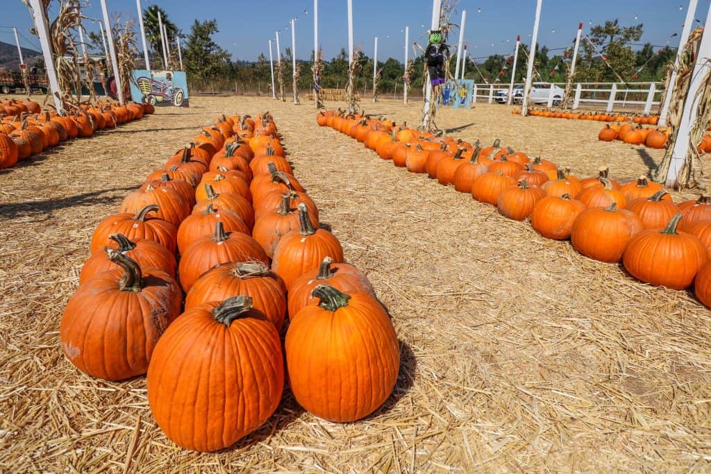 So many pumpkins to choose from...