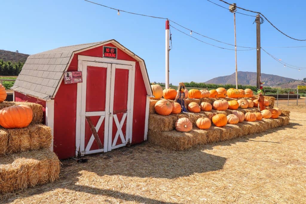 Can you believe the biggest pumpkin on record is over 2500 pounds?!