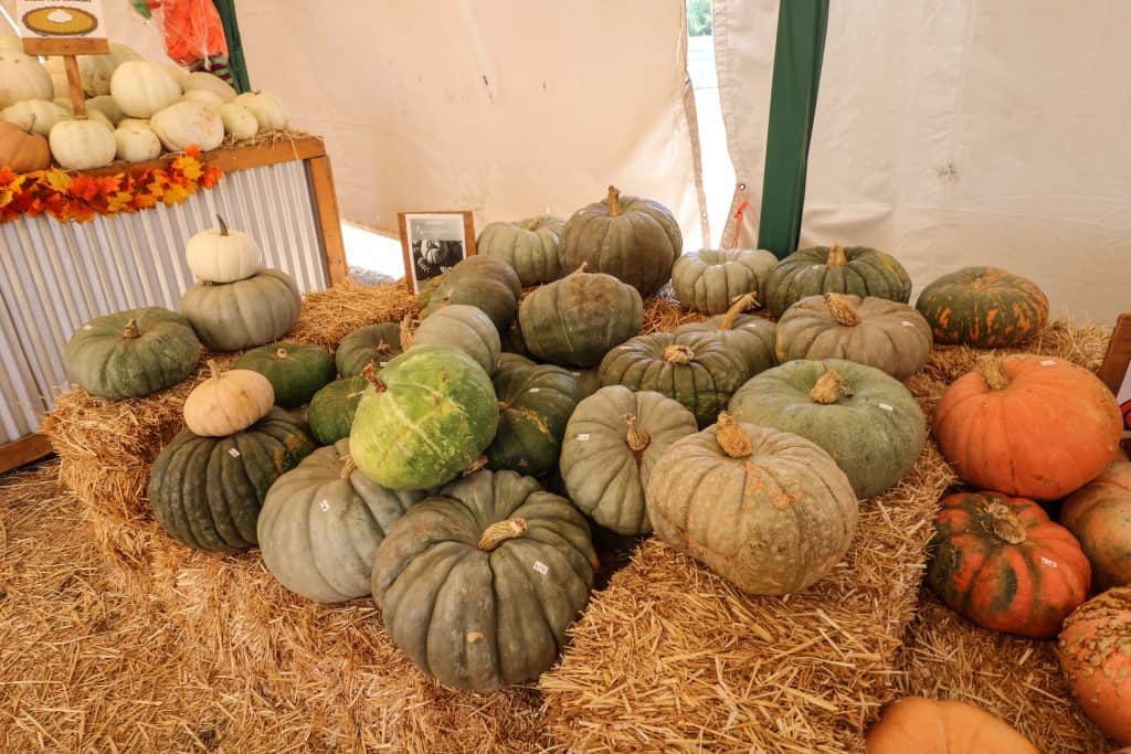 These beautiful pumpkins are Blue Delights for their bluish color
