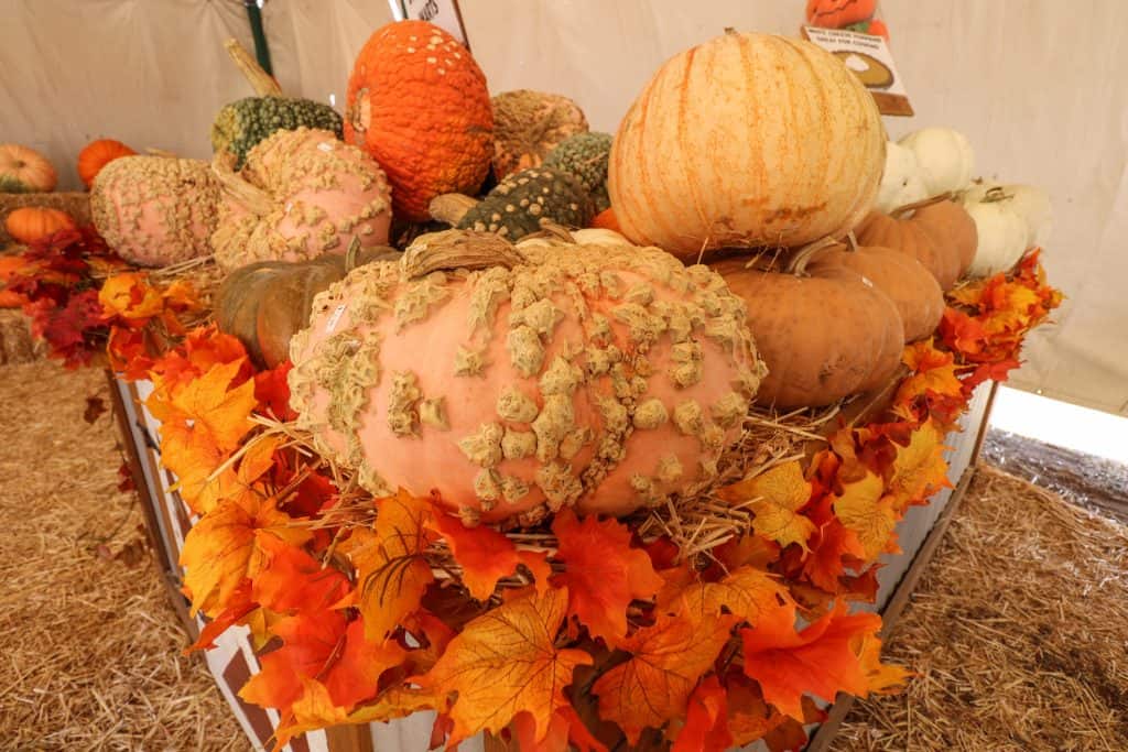 These pumpkins are called bunch of warts for the wart like appearance on them!
