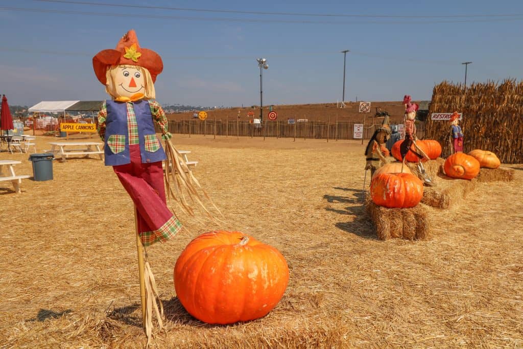 A scarescrow and pumpkins look inviting to the pumpkin patch