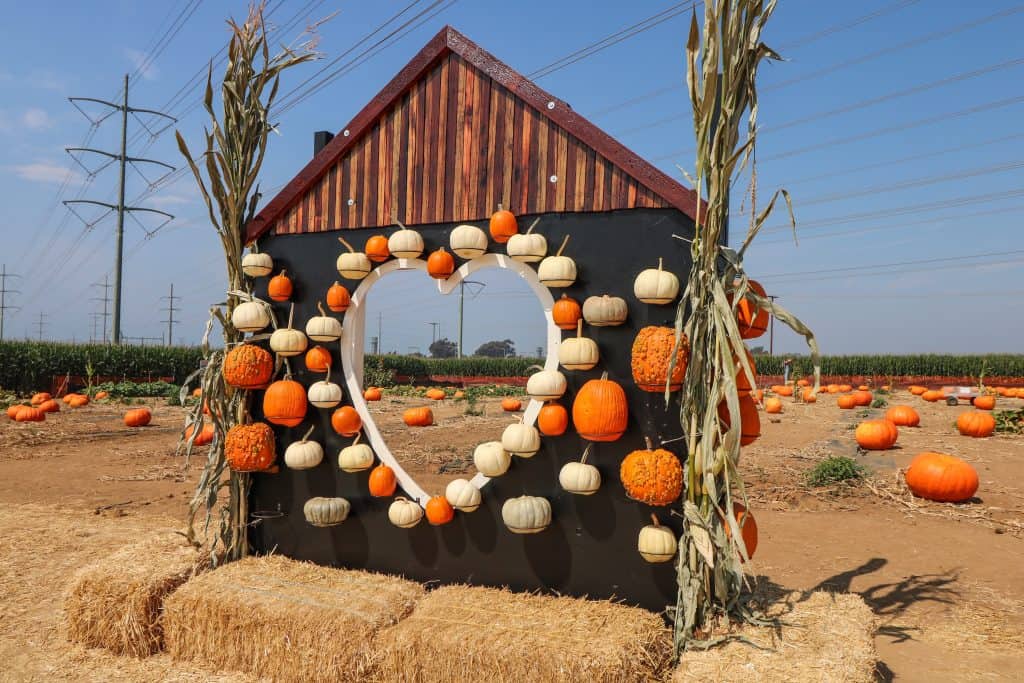 A decorative photo booth covered with pumpkins