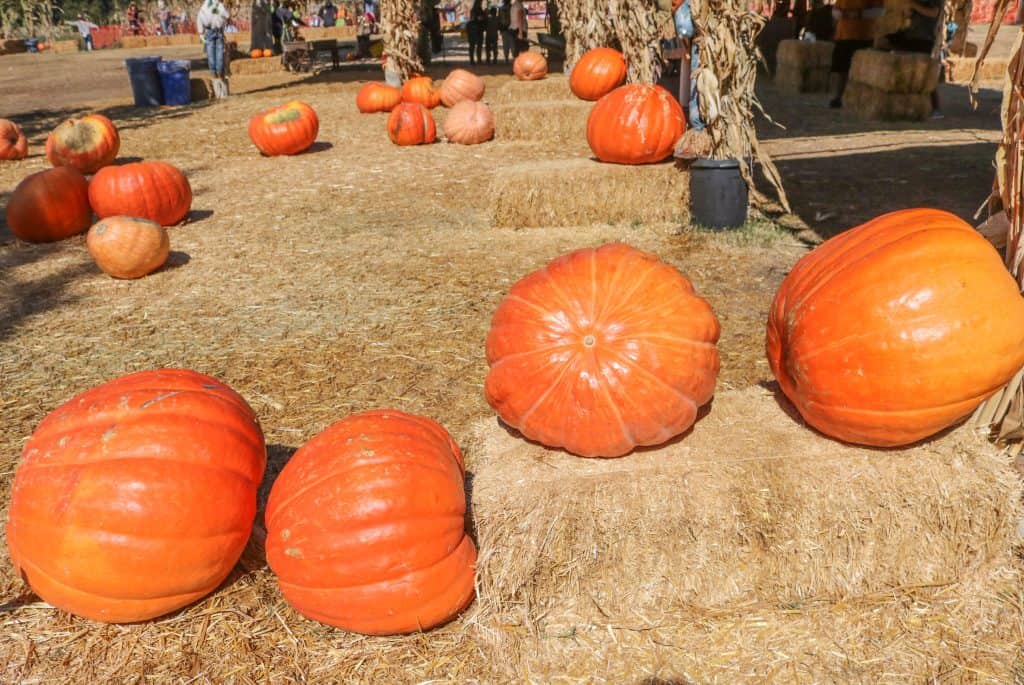Large pumkins on a bale of hay