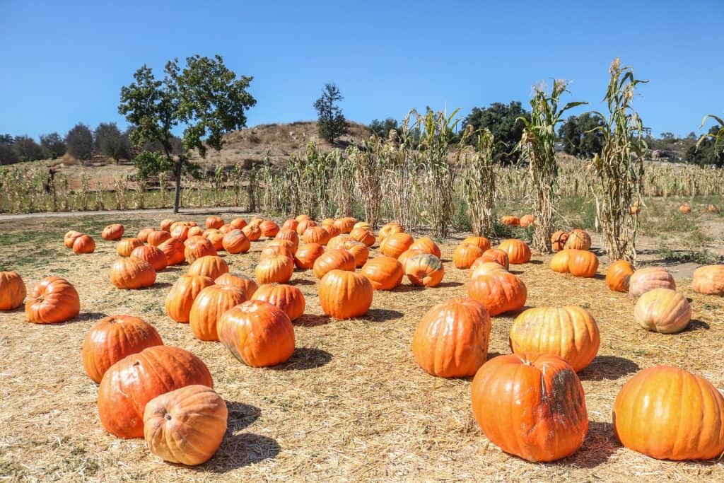 A section of large pumpkins against the corn field