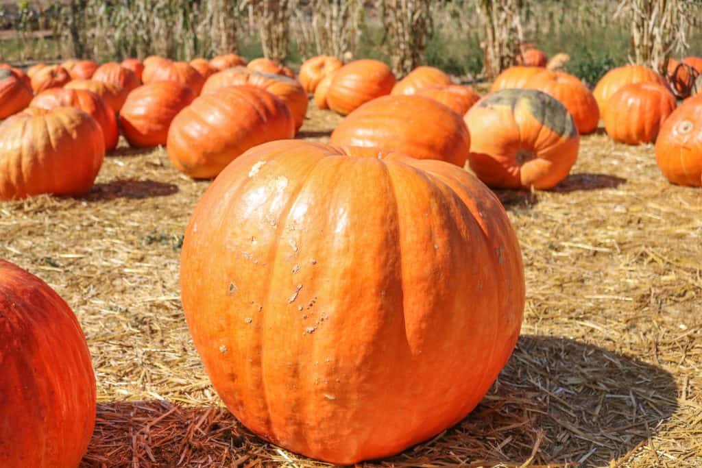 Could this huge pumpkin be Charlie Brown's the Great Pumpkin?