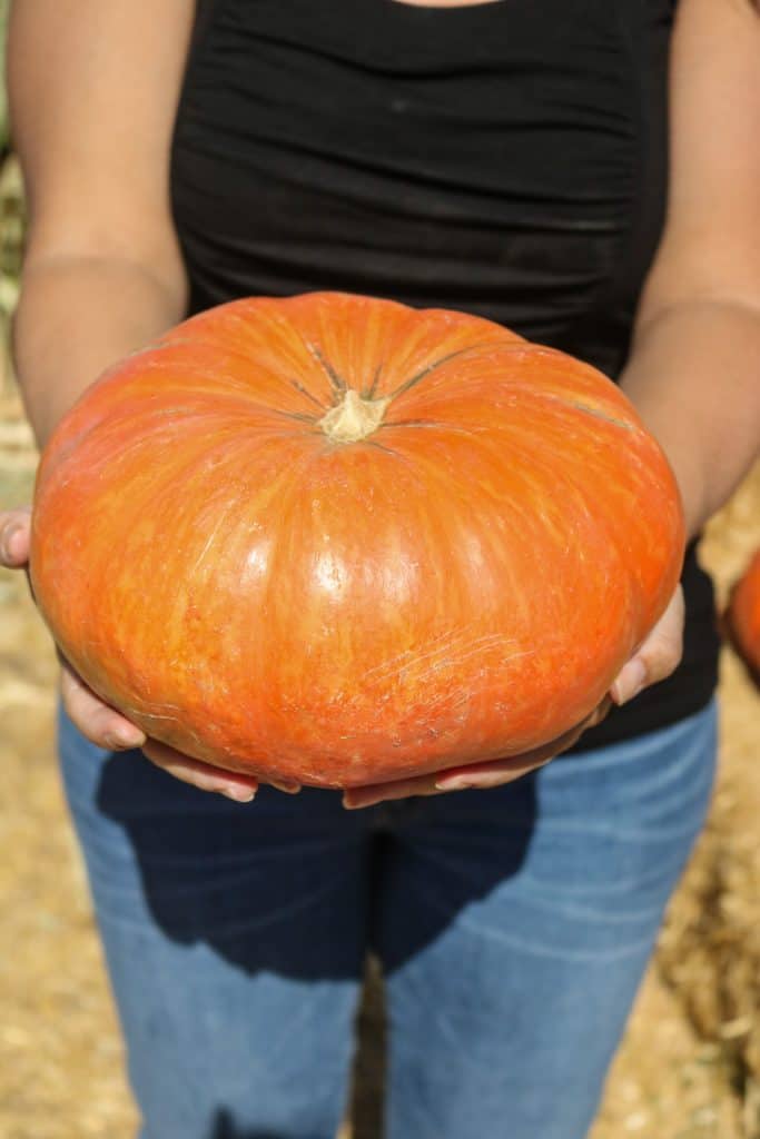 Bates Nut Farm has been a favorite to pick out a pumpkin for years...
