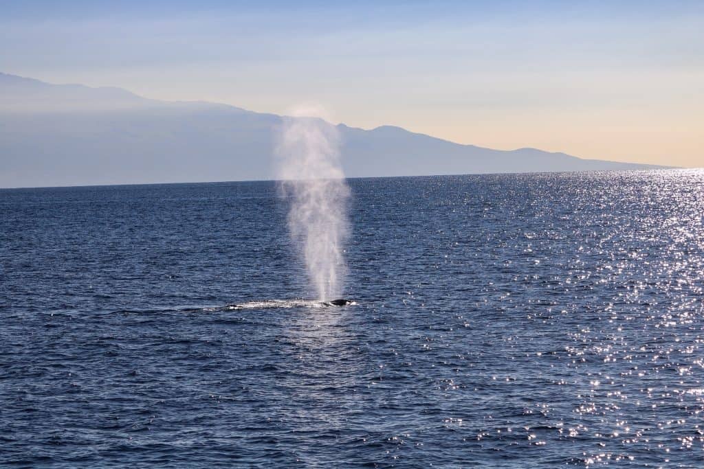 It is pretty easy to spot a whale blowing air