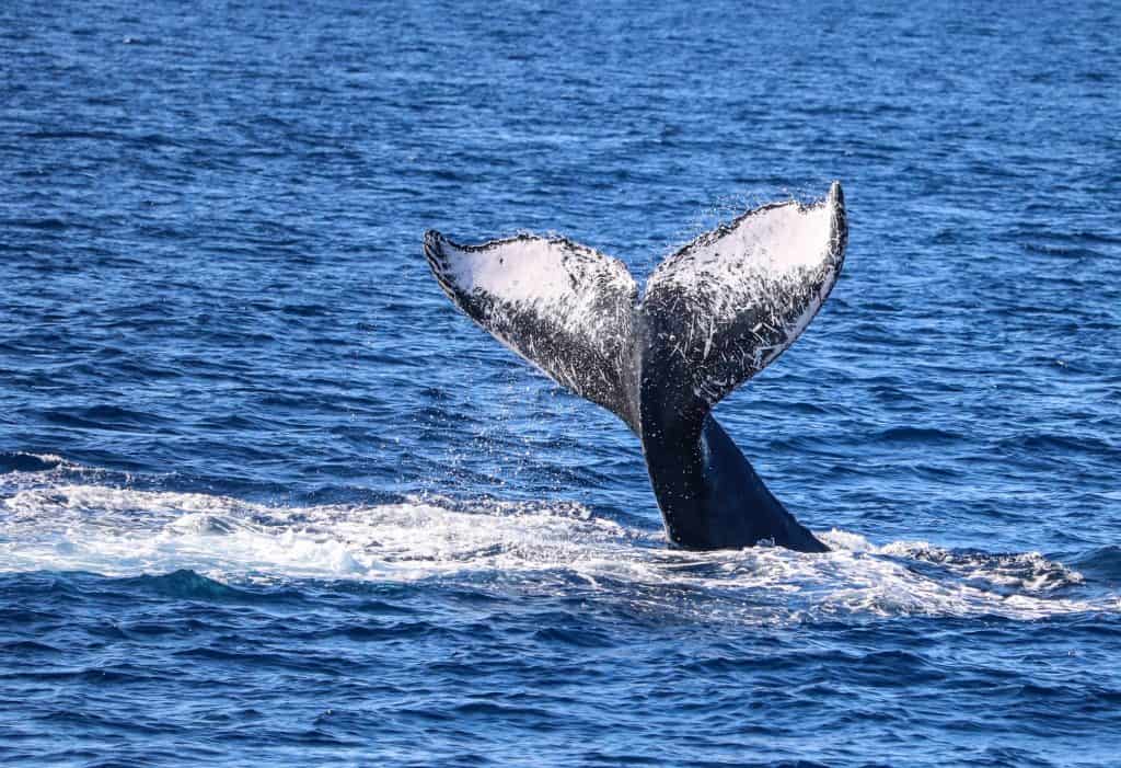 It is a beautiful sight to see a whales tail while Maui whale watching