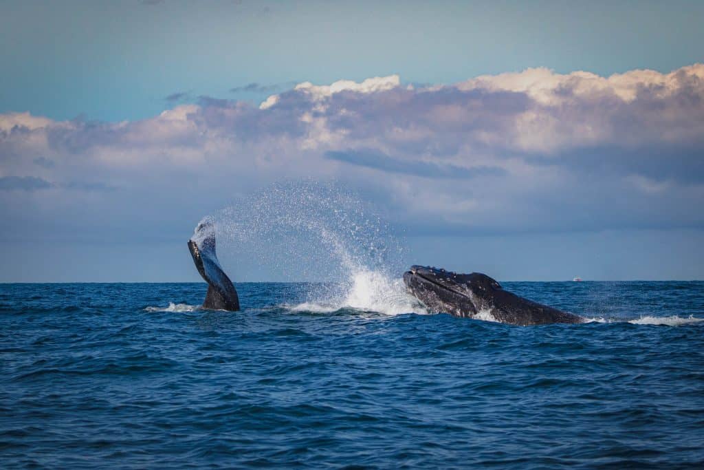 Two humpback whales playing