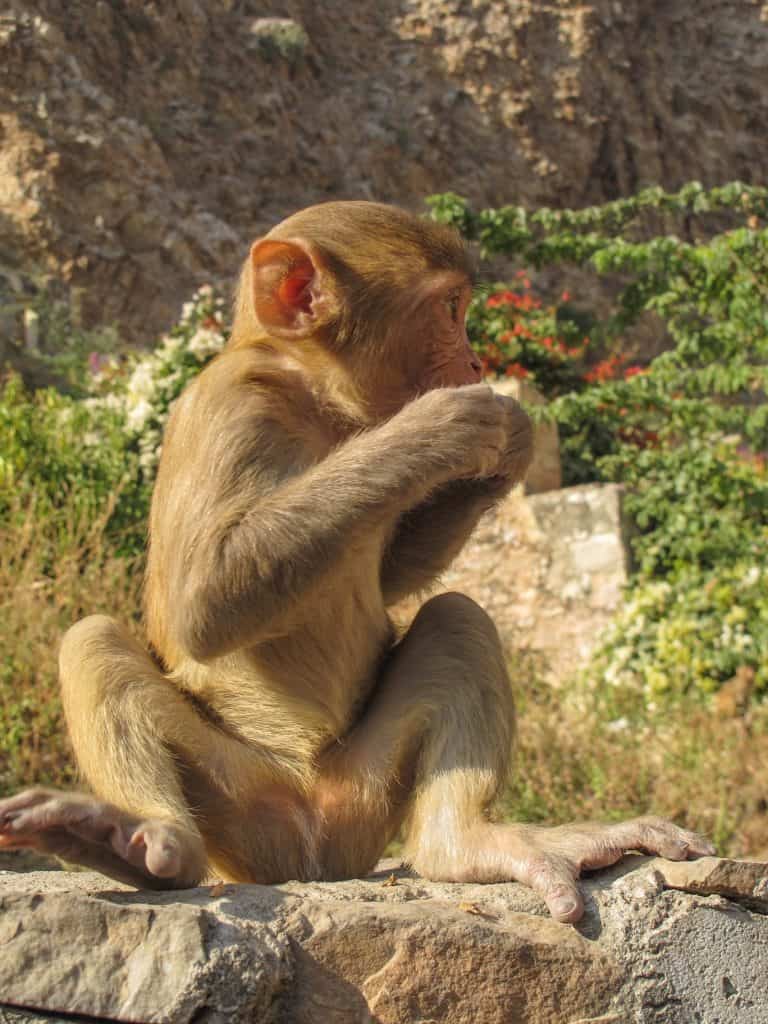 A cute baby monkey sitting on a wall at Monkey Temple