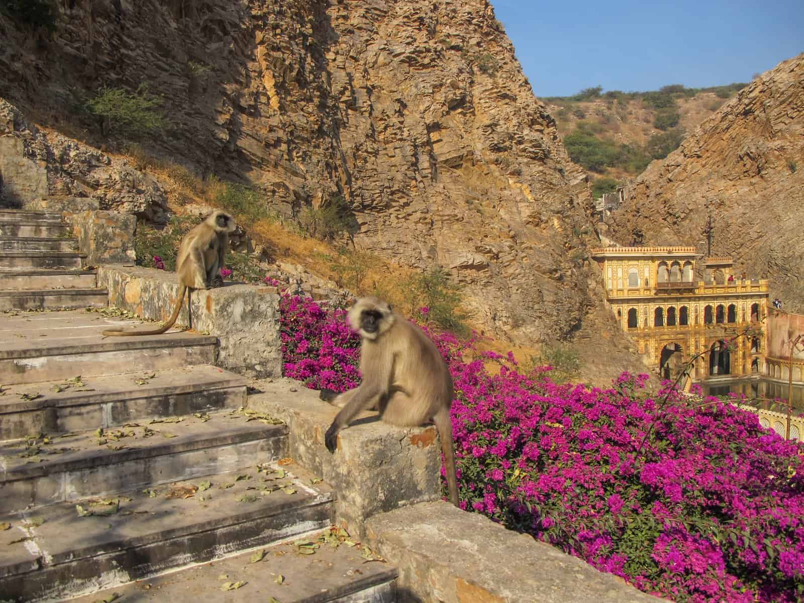 Monkeys sitting on the steps of Monkey Temple in Jaipur