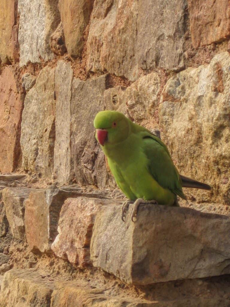 An exotic small green parrot is sitting on one of the bricks and one of many that you can spot Delhi attractions