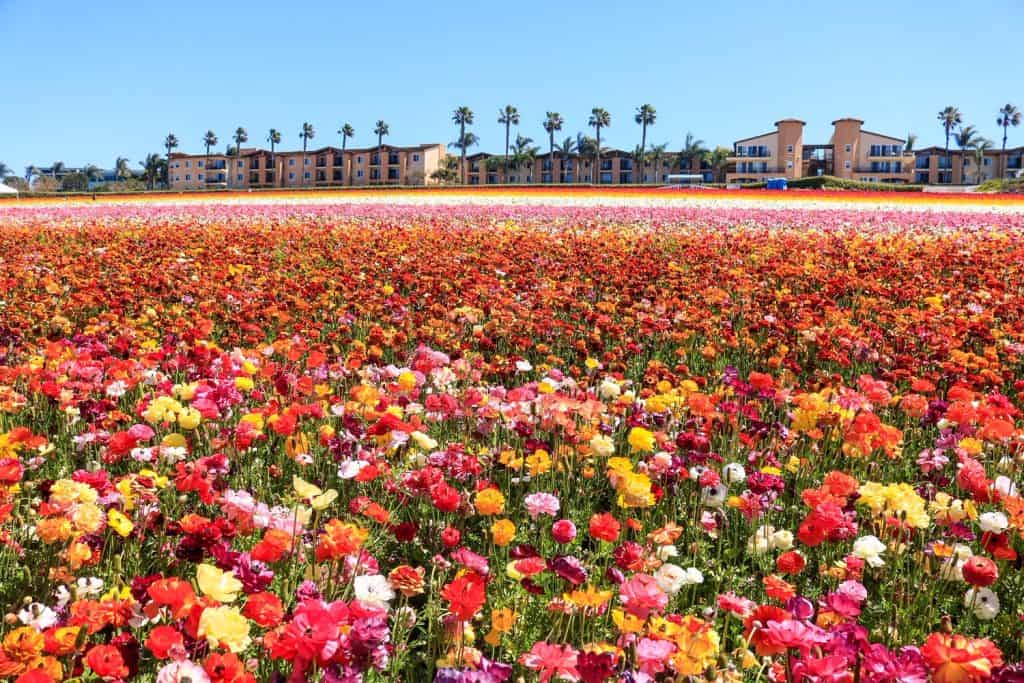 The vibrant rows of flower fields in all colors at the Flower Fields in Carlsbad