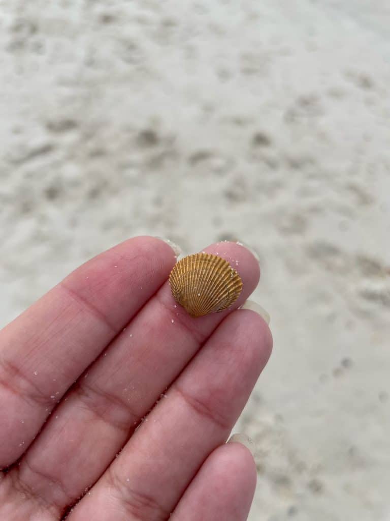 A small burnt orange colored shell on my finger tip while walking on Orange Beach.